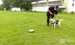 警犬训练视频,从基础到实战的蜕变之旅